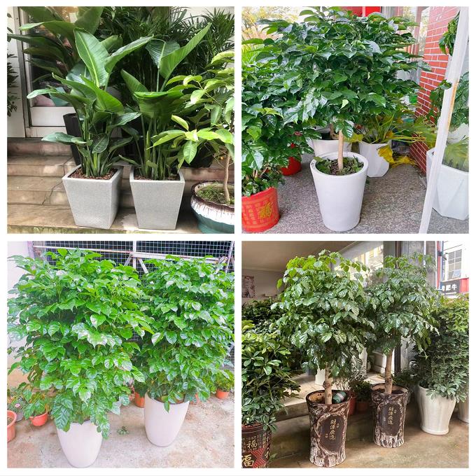 新居入伙店铺开张公司开业绿植花篮上海宝山区罗泾顾村高境庙行镇