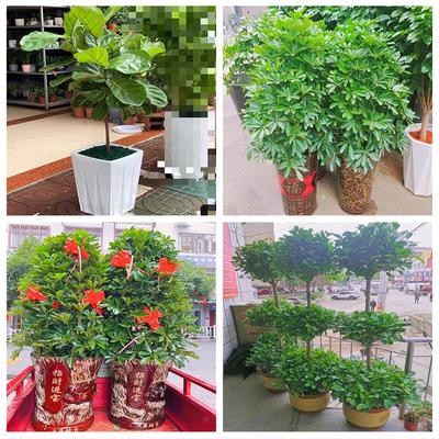 新居入伙店铺开张公司开业绿植花篮湖南邵阳市双清区大祥区北塔区