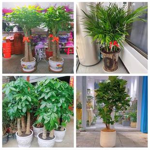 新居入伙店铺开张公司开业绿植花篮天津西青区西营门李七庄赤龙南