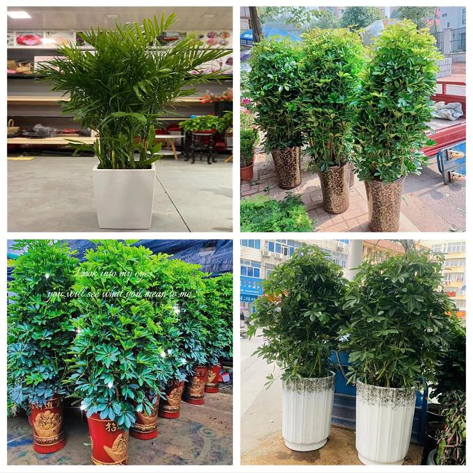 新居入伙店铺开张公司开业绿植花篮山西晋中市和顺昔阳寿阳太谷县