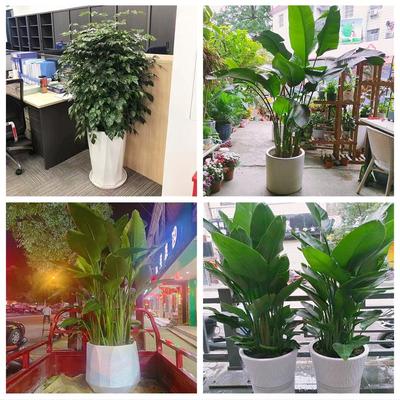 新居入伙店铺开张公司开业绿植花篮浙江宁波象山宁海县余姚慈溪市