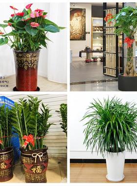 朋友公司开业发财树幸福树北京市朝阳区高碑店将台太阳宫同城花店