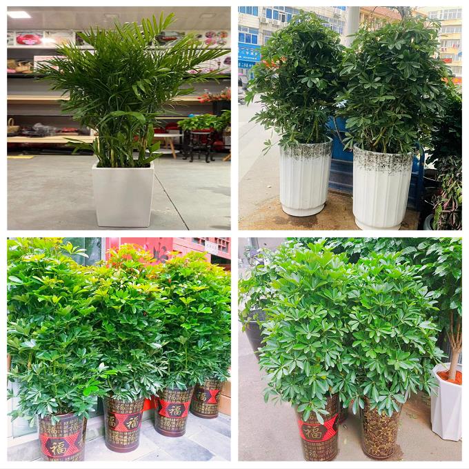 新居入伙店铺开张公司开业绿植花篮山西晋中祁县平遥灵石县介休市