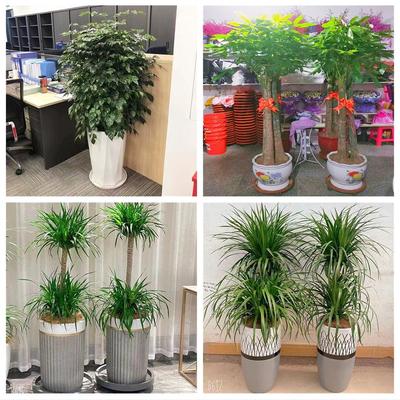 新居入伙店铺开张公司开业绿植花篮浙江杭州市拱墅西湖滨江萧山区