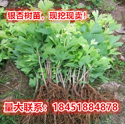 银杏树苗占地拆迁苗银杏小苗银杏苗白果苗庭院植物行道绿化苗