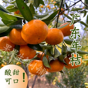 龙门年桔正宗新鲜现摘酸甜广东年桔孕妇水果爆汁橘子整箱包邮特产