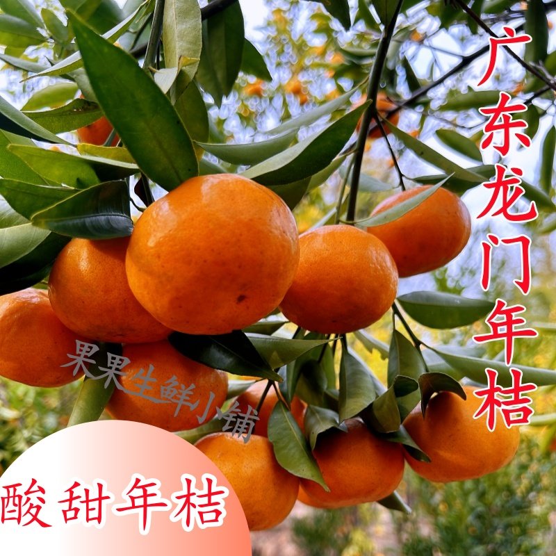 龙门年桔正宗新鲜现摘酸甜广东年桔孕妇水果爆汁橘子整箱包邮特产,水产肉类/新鲜蔬果/熟食,桔子,淘宝优惠券,粉丝福利购,淘宝优惠卷