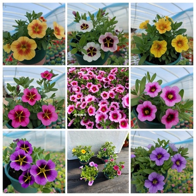 多色垂吊舞春花四季开花不断