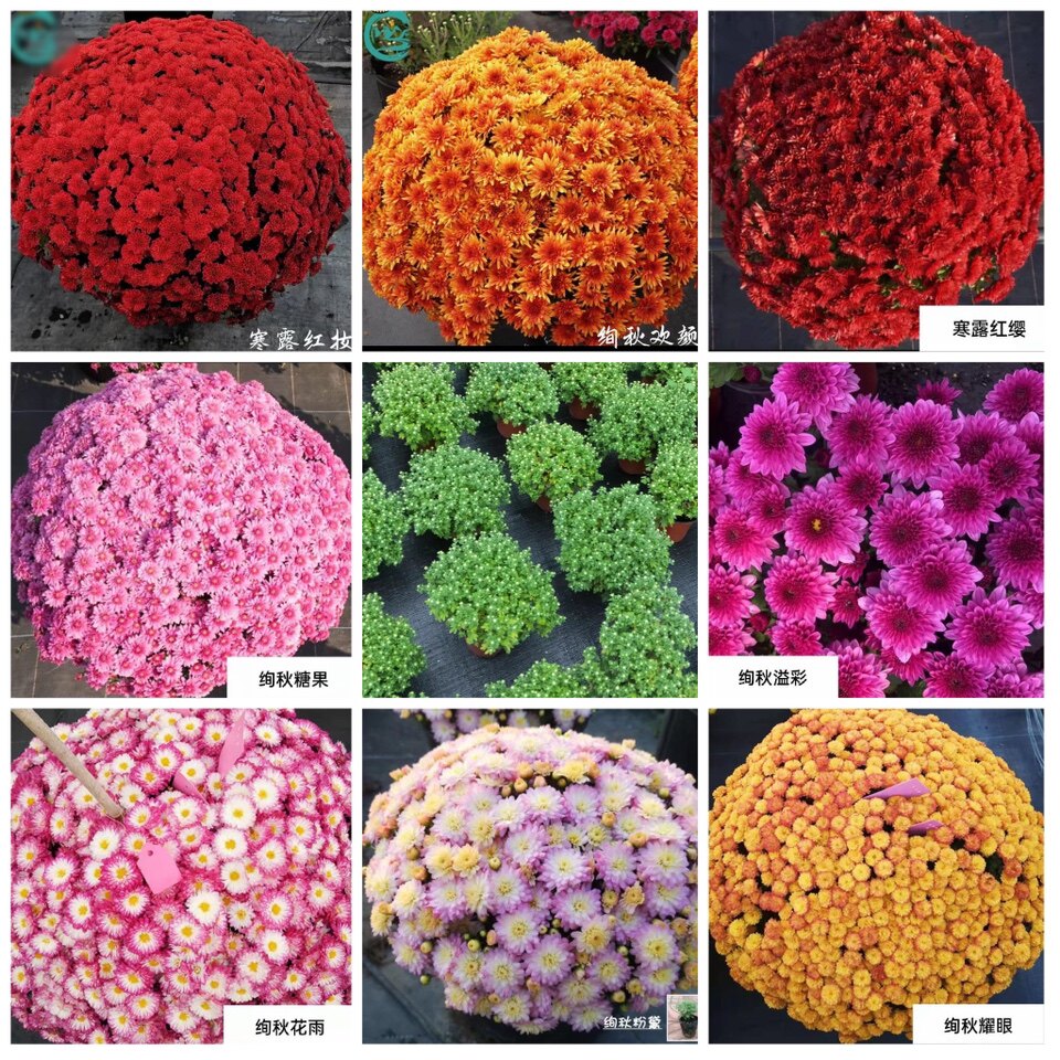 球菊千头菊秋季花卉庭院阳台好养易爆盆糖果色菊花花苗盆栽大苗