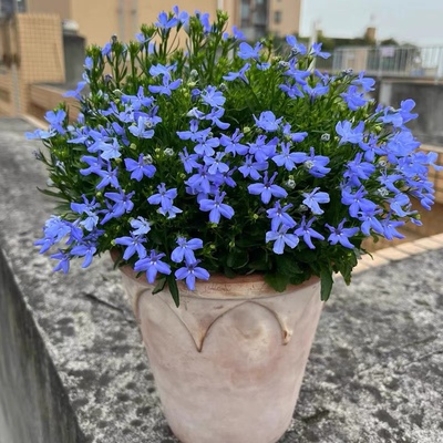 半边莲六倍利盆栽带花苞庭院花卉园阳台蓝色系四季开花观花植物