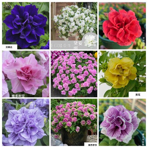 垂吊花苗重瓣矮牵牛四季开花