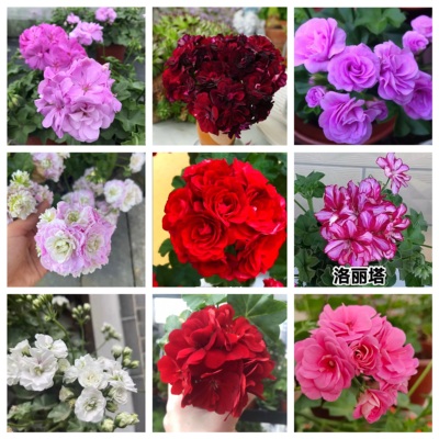 垂吊天竺葵重瓣盆栽四季吊兰开花花苗不断阳台大花庭院花卉