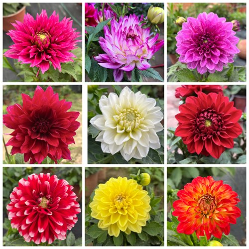 小丽花盆栽带花苞种球根花苗重瓣室内阳台庭院四季开花