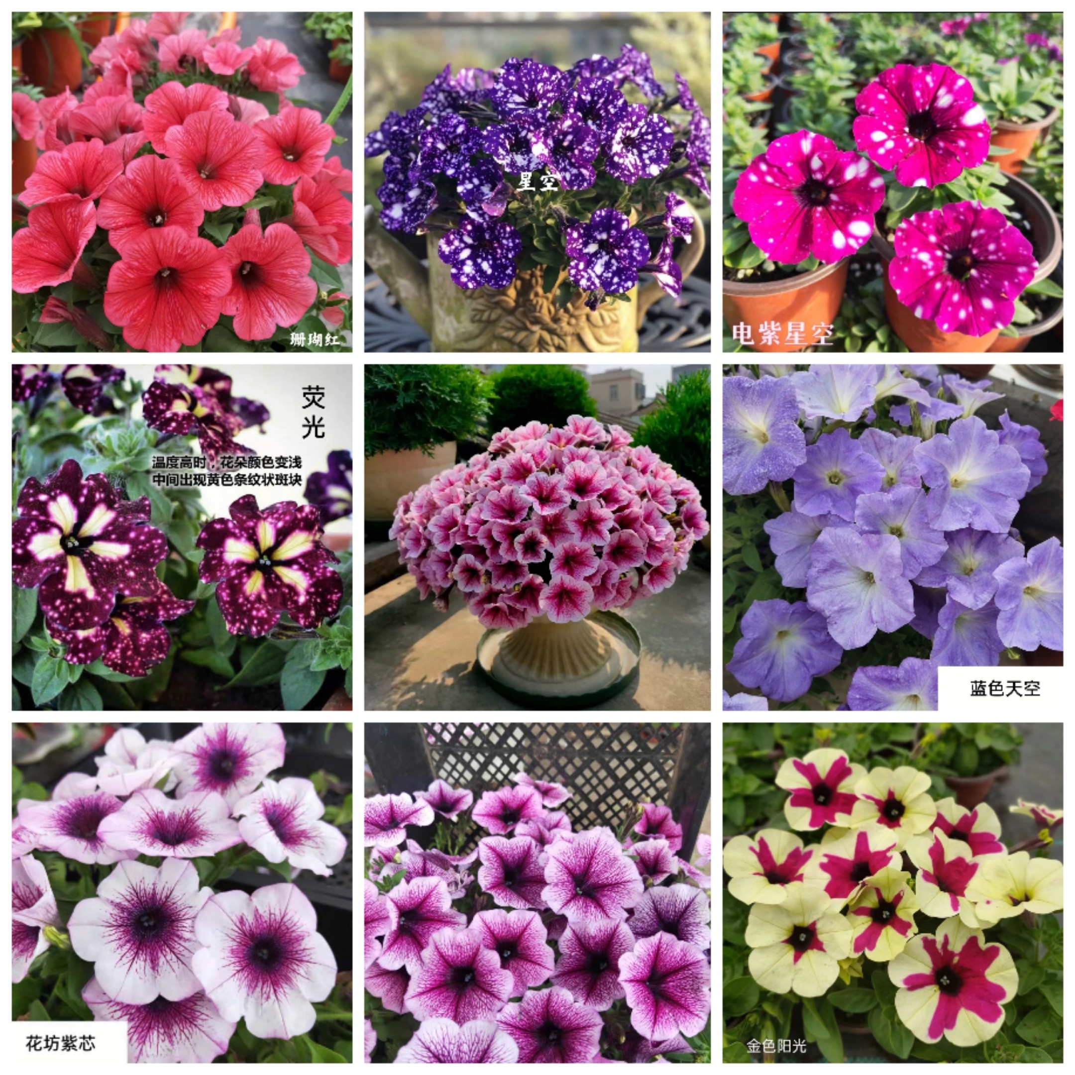 进口垂吊超级矮牵牛花苗四季