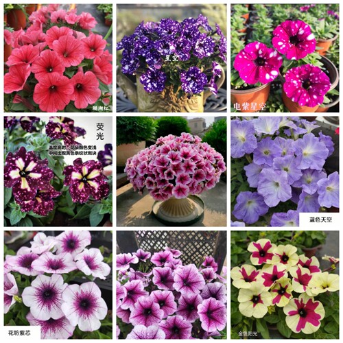 进口垂吊超级矮牵牛花苗四季