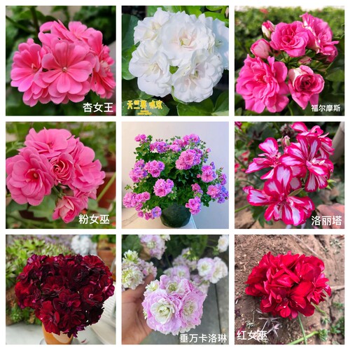 垂吊天竺葵重瓣盆栽四季吊兰开花花苗不断阳台大花庭院花卉