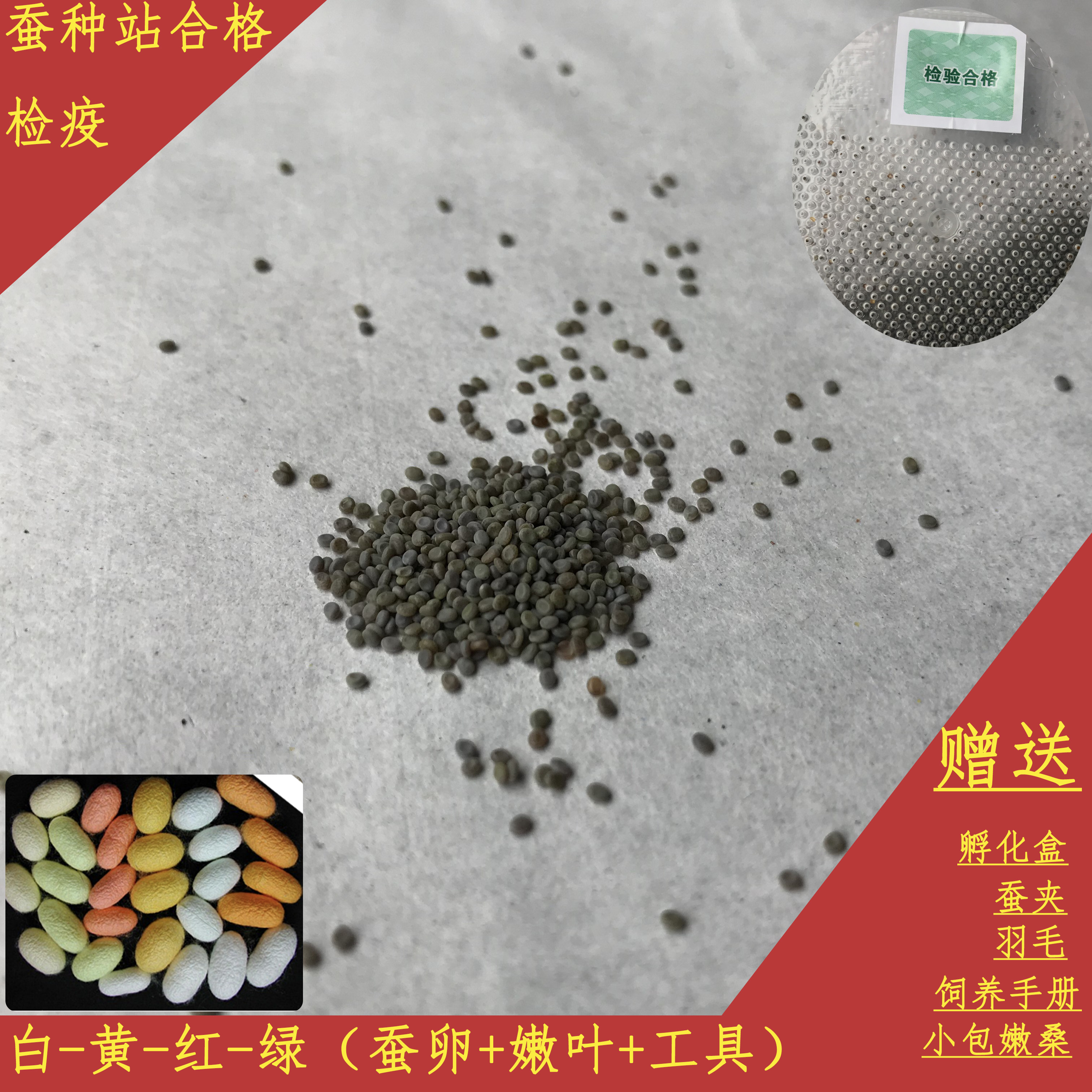 蚕卵学生蚕籽蚕种春蚕养殖活物蛋天然彩蚕子宠物活体养蚕套装工具