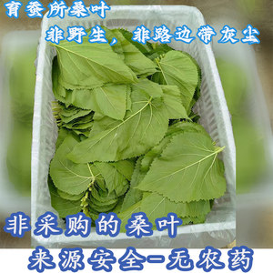 桑叶新鲜蚕宝宝桑叶批饲料蚕宝宝吃的桑叶食物嫩桑叶蚕叶桑叶喂蚕