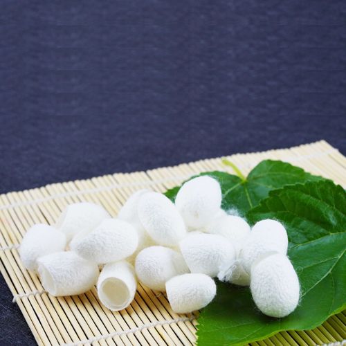蚕农自养完整干蚕茧可抽丝自制手工做被展示双宫茧桑蚕丝团扇蚕茧