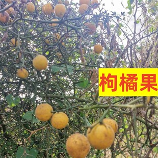 中药材新鲜枸橘果干货枳实枳壳小橘子铁篱笆臭橘 枸橘李 苦橘子