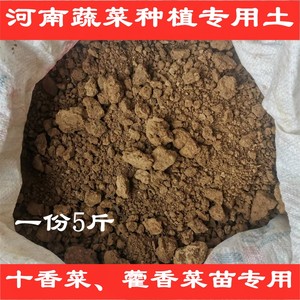 十香菜藿香薄荷等河南菜苗专用种植土无肥料成分避免烧死菜苗