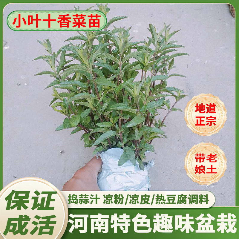 河南新鲜小叶十香菜苗食香菜种子留兰香十香菜根小叶红梗石香菜苗