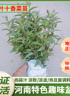 河南新鲜小叶十香菜苗食香菜种子留兰香十香菜根小叶红梗石香菜苗