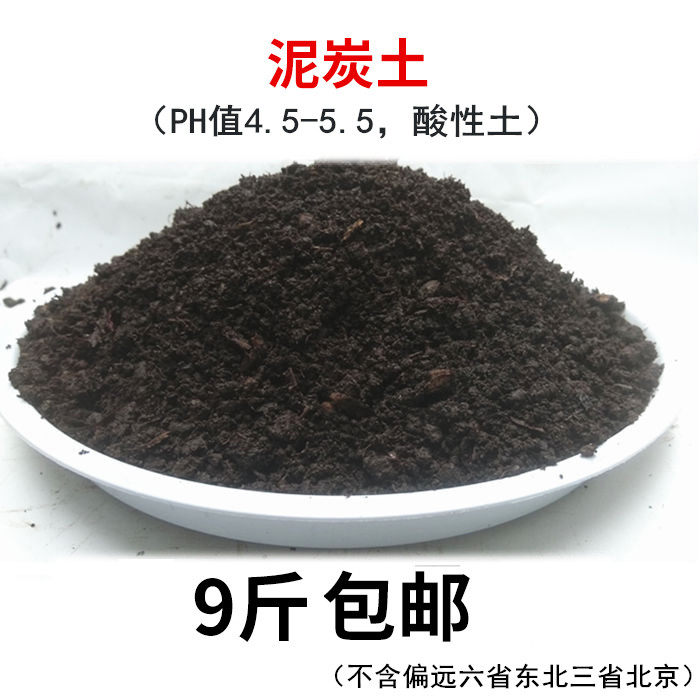 泥炭土花卉三角梅植物