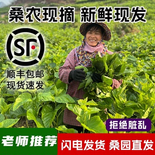 新鲜桑叶蚕宝宝专用现摘鲜嫩桑叶喂蚕学生养蚕套餐批发现货速发