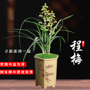 兰花苗 冬带花苞出售好养花卉绿植盆栽 程梅 蕙兰高档精品