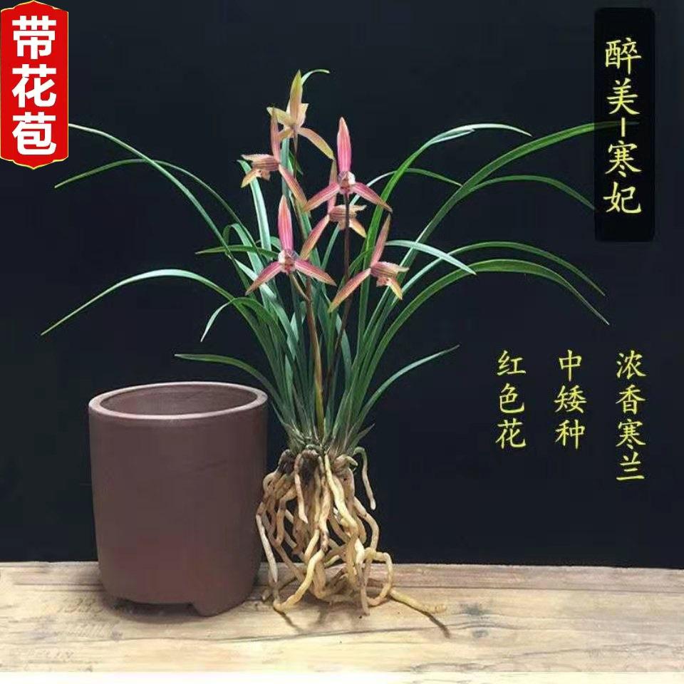 春兰浓香型细叶寒妃冬带花苞