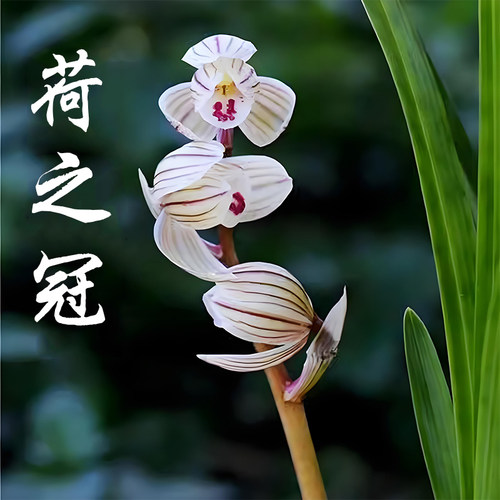 荷之冠兰花盆栽阳台花卉绿植