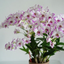 石斛兰花盆栽精品白泼墨石斛现带花苞室内阳台花卉四季兰花花期长