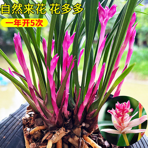 建兰红富山奇蝶夏带花苞