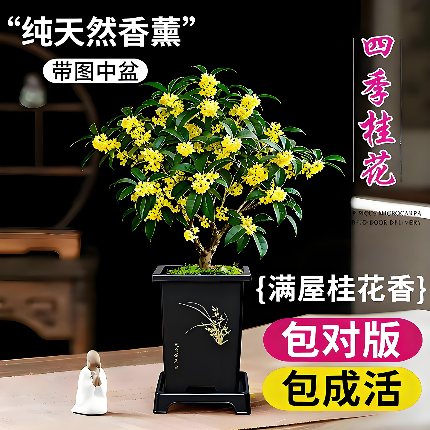 四季桂花盆栽树苗浓香型旺宅绿植