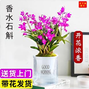 香水石斛兰花四季兰好养易活绿植浓香型石斛现带花苞绿植净化空气