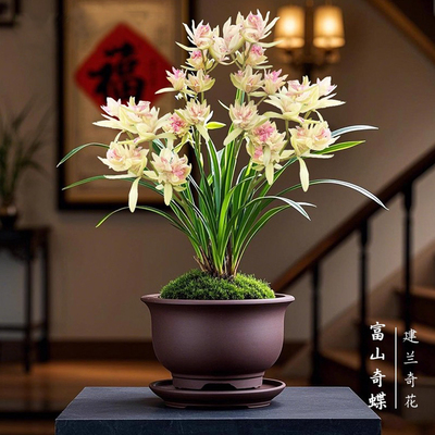富山奇蝶兰花建兰盆栽绿植