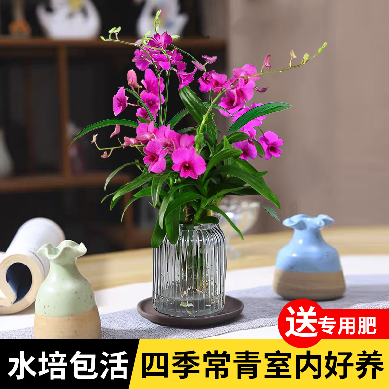 基地直销(带花）泼墨