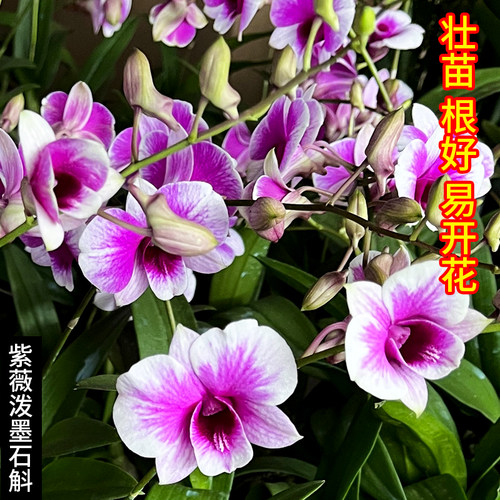 精品紫薇石斛盆栽现带花苞