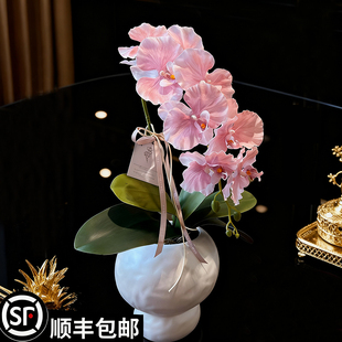 蝴蝶兰花苗现带花苞盆栽四季 好养活室内办公室绿植花卉耐寒植物