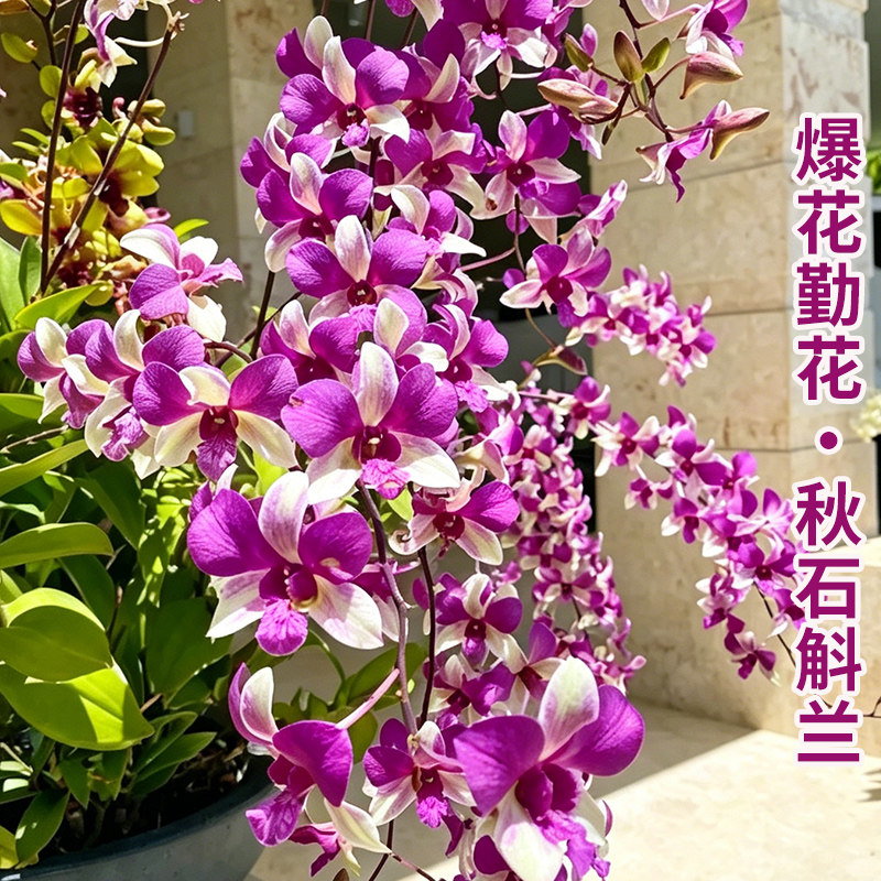 秋石斛泼墨兰花四季兰好养绿植浓香型石斛懒人室内绿植净化空气