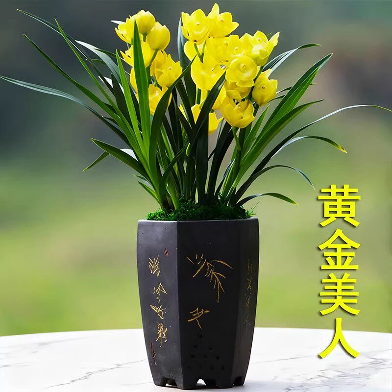 老字号兰花苗黄金美人正品高档花建兰浓香兰草室内花盆栽花卉好养