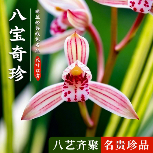建兰铭品八宝奇珍兰花苗浓香好养