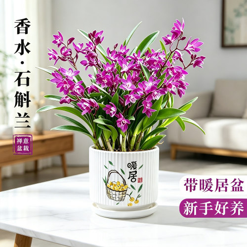 香水石斛兰懒人盆栽浓香好养绿植