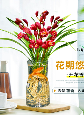 水培香水兰花苗貂蝉彤红色花室内植物浓香四季耐寒植物现带花苞