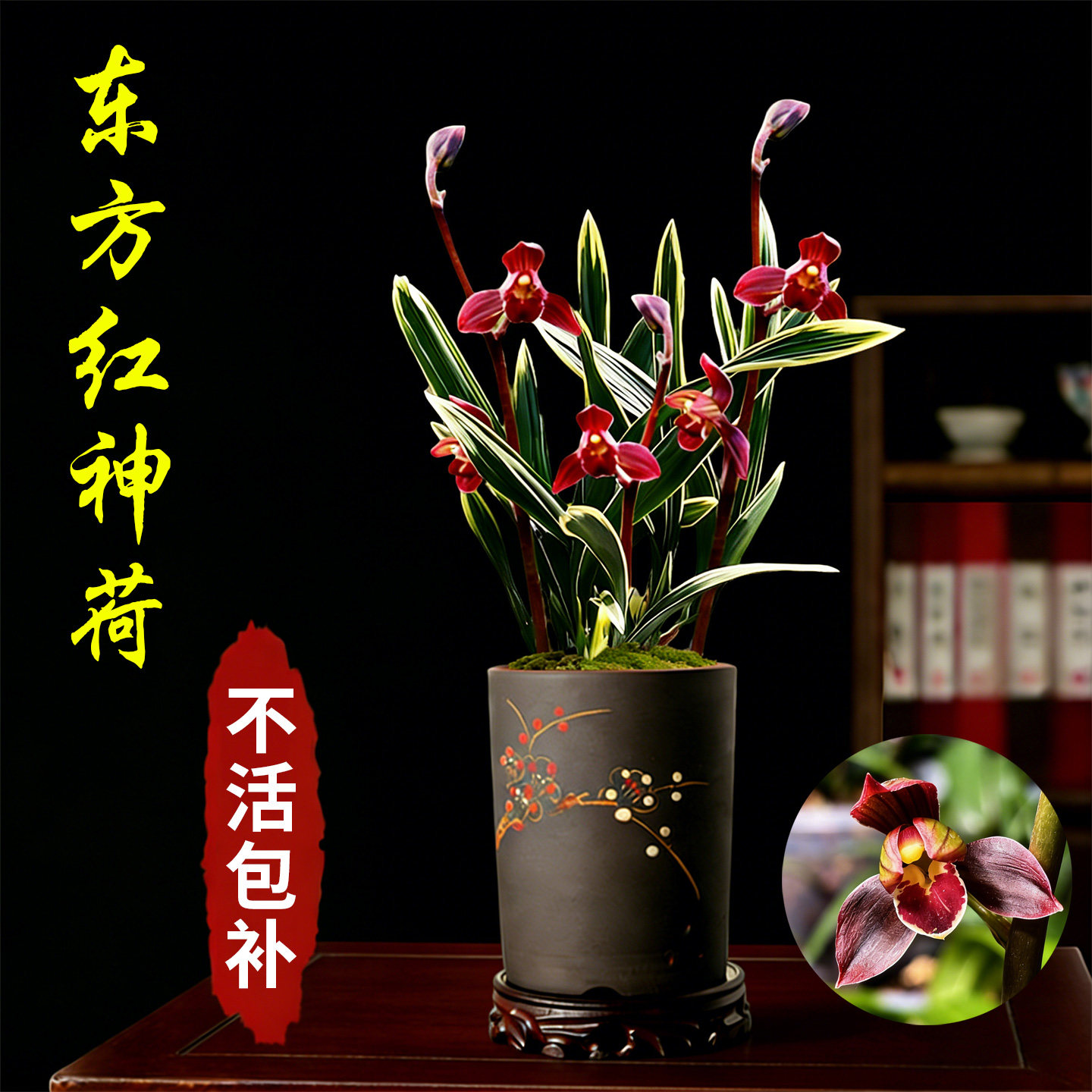 墨兰东方红神荷兰花盆栽冬带花苞金边矮种兰花苗名贵好养绿植花卉