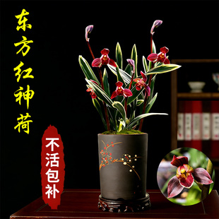 墨兰东方红神荷兰花盆栽现带花苞金边矮种兰花苗名贵好养绿植花卉