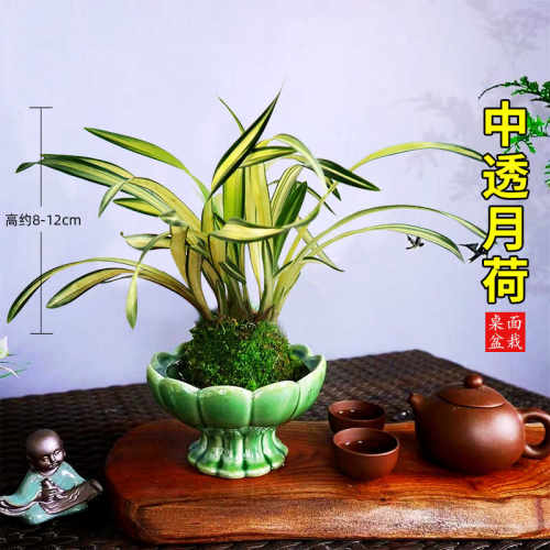 兰花苗中透月荷兰矮种中透