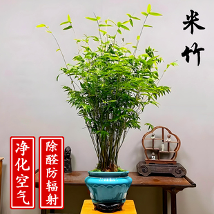 米竹观音竹禅意盆栽室内茶桌水养小型耐阴绿植水养观赏竹好养盆景