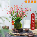 香水文心兰花苗现带花苞梦香浓香年宵花卉苔藓球懒人盆栽植物